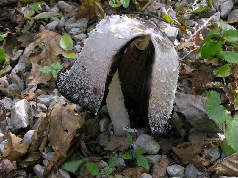 Un fosso......e una marea di funghi.(parte 1)